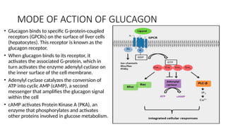 MODE OF ACTION OF GLUCAGON
• Glucagon binds to specific G-protein-coupled
receptors (GPCRs) on the surface of liver cells
(hepatocytes). This receptor is known as the
glucagon receptor.
• When glucagon binds to its receptor, it
activates the associated G-protein, which in
turn activates the enzyme adenylyl cyclase on
the inner surface of the cell membrane.
• Adenylyl cyclase catalyzes the conversion of
ATP into cyclic AMP (cAMP), a second
messenger that amplifies the glucagon signal
within the cell
• cAMP activates Protein Kinase A (PKA), an
enzyme that phosphorylates and activates
other proteins involved in glucose metabolism.
 