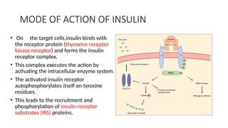 MODE OF ACTION OF INSULIN
• On the target cells,insulin binds with
the receptor protein (thyroxine receptor
kinase receptor) and forms the insulin
receptor complex.
• This complex executes the action by
activating the intracellular enzyme system.
• The activated insulin receptor
autophosphorylates itself on tyrosine
residues.
• This leads to the recruitment and
phosphorylation of insulin receptor
substrates (IRS) proteins.
 