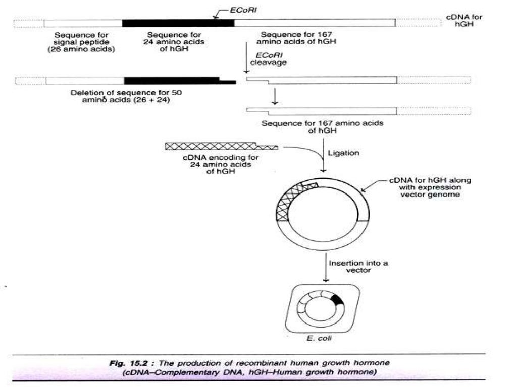 Insulin and HGH production using rDNA technology
