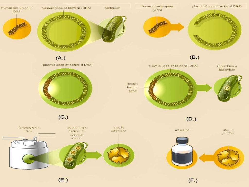Insulin and HGH production using rDNA technology