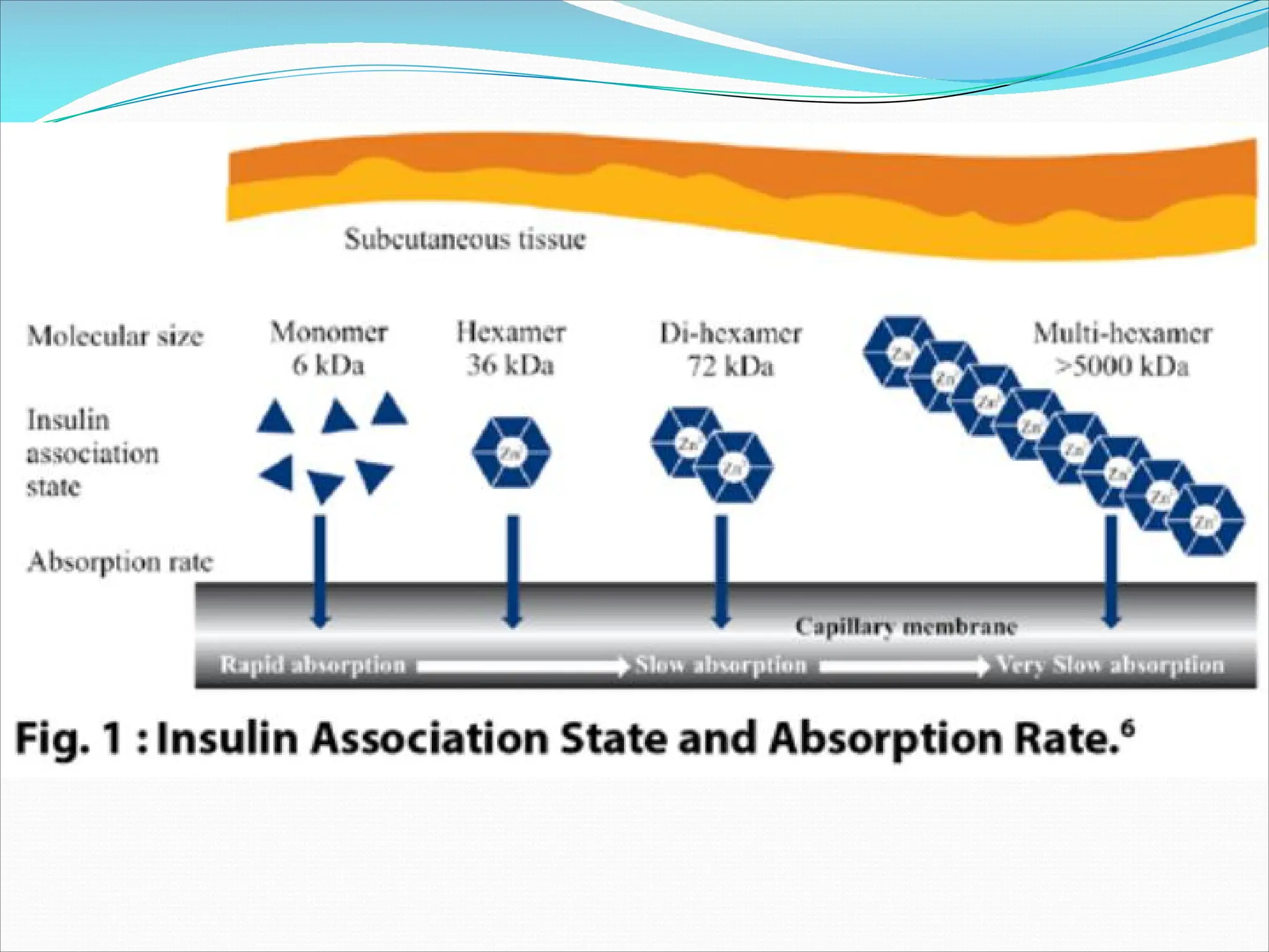 Insulin and Insulin Analogues -detailed content | PDF