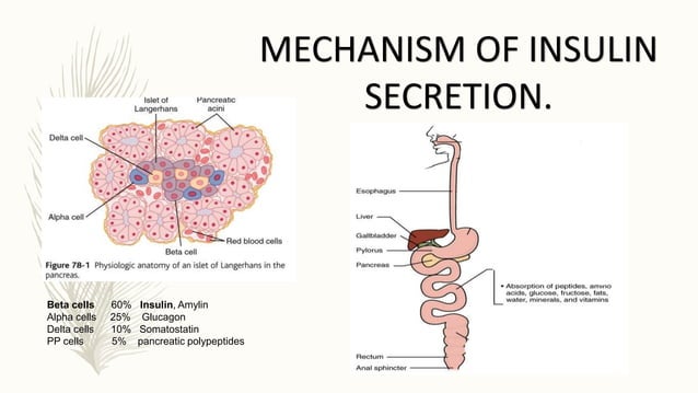 Insulin and its mechanism of action. | PPTX | Endocrine and Metabolic ...