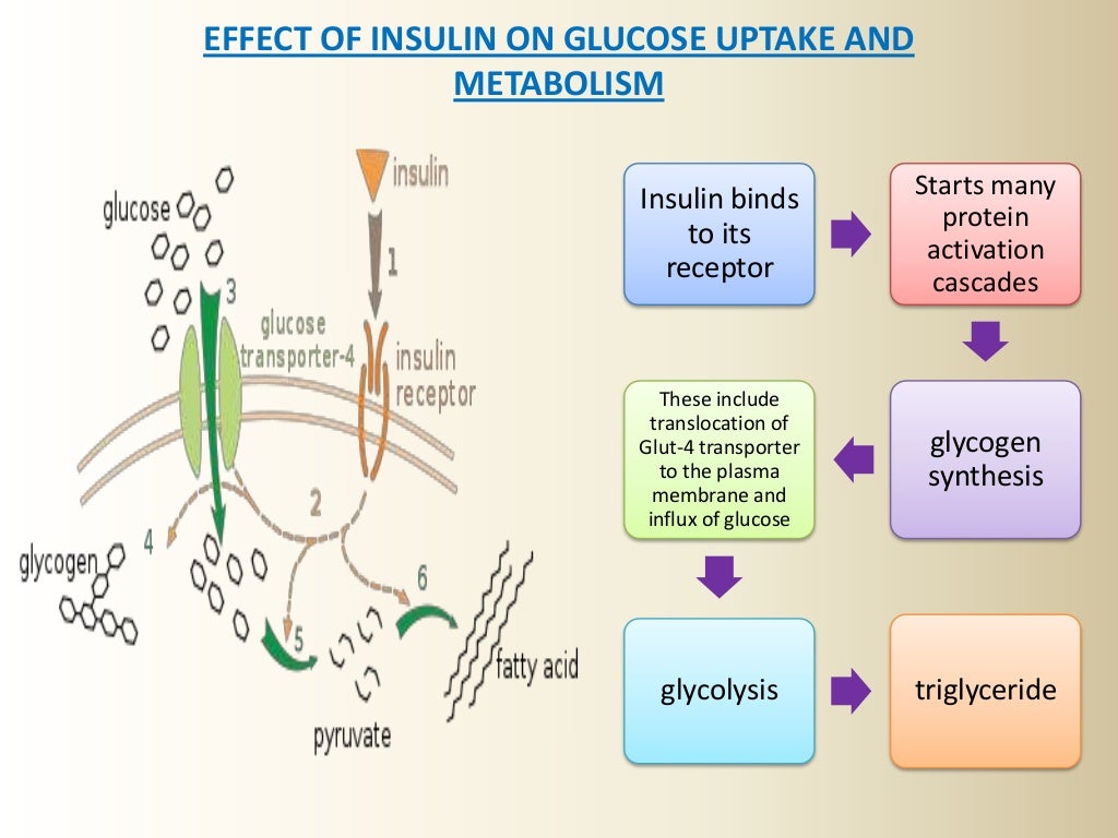 Insulin and its mechanism of action