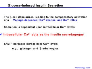 Glucose-induced Insulin Secretion The    cell depolarizes, leading to the compensatory activation of a  Voltage-dependent Ca 2+  channel and Ca 2+  influx Secretion is dependent upon intracellular Ca 2+  levels  cAMP increases intracellular Ca 2+  levels-  e.g.,  glucagon and   -adrenergics Intracellular Ca 2+  acts as the insulin secretagogue 