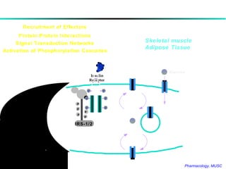 Mechanism   of Insulin Action Glucose Translocation of Glucose Transporters Skeletal muscle Adipose Tissue IRS-1/2 Glucose Transporter Insulin Receptor P P P P P IRS-1/2 P P P P P P Recruitment of Effectors Protein:Protein Interactions Signal Transduction Networks Activation of Phosphorylation Cascades Biologic Response 