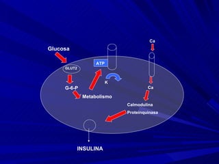 Calmodulina Proteinquinasa Glucosa GLUT2 G-6-P Metabolismo ATP K Ca Ca INSULINA 