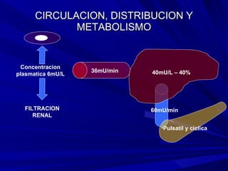 CIRCULACION, DISTRIBUCION Y METABOLISMO 60mU/min 40mU/L – 40% 36mU/min Pulsatil y ciclica Concentracion plasmatica 6mU/L FILTRACION RENAL 