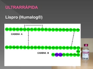 ULTRARRÁPIDA

Lispro (Humalog®)
 