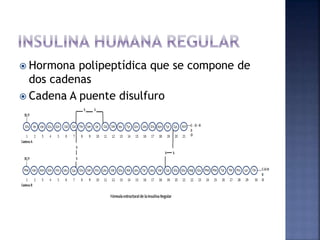  Hormona polipeptídica que se compone de
dos cadenas
 Cadena A puente disulfuro
 