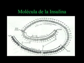 Molécula de la Insulina
 
