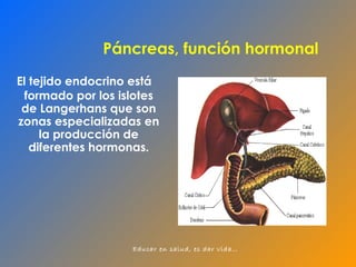 Páncreas, función hormonal El tejido endocrino  está formado por los islotes de Langerhans  que son zonas especializadas en la producción de diferentes hormonas. 