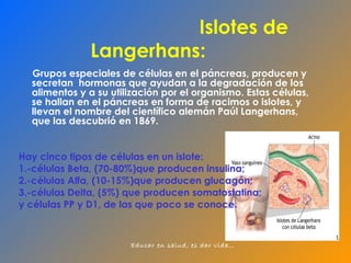 Islotes de Langerhans: Grupos especiales de células en el páncreas, producen y secretan  hormonas que ayudan a la degradación de los alimentos y a su utilización por el organismo. Estas células,  se hallan en el páncreas en forma de racimos o islotes, y llevan el nombre del científico alemán Paúl Langerhans, que las descubrió en 1869. Hay cinco tipos de células en un islote:  1.-células Beta, (70-80%)que producen insulina;  2.-células Alfa, (10-15%)que producen glucagón;  3.-células Delta, (5%) que producen somatostatina;  y células PP y D1, de las que poco se conoce. 