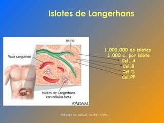 Islotes de Langerhans   1.000.000 de islotes  1.000 c. por islote Cel. A Cel.B Cel D Cel.PP 