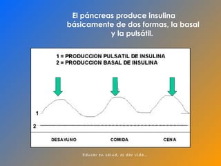 El páncreas produce insulina  básicamente de dos formas, la basal y la pulsátil.  