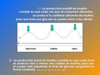 1.-  La producción pulsátil de insulina  consiste en que cada vez que se  consumen  alimentos,  se produce la cantidad suficiente de insulina  para que toda esa glucosa se pueda entrar a las células .  2.-  La producción basal de insulina consiste en que cada hora se produce más o menos una unidad de insulina para que el cuerpo esté regulando el nivel de glucosa sanguínea en forma constante.  