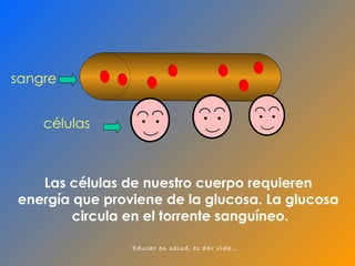 Las células de nuestro cuerpo requieren  energía que proviene de la glucosa. La glucosa  circula en el torrente sanguíneo. sangre células 