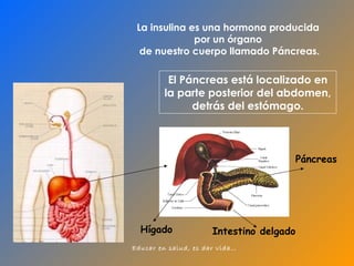 La insulina es una hormona producida  por un órgano  de nuestro cuerpo llamado Páncreas. El Páncreas está localizado en la parte posterior del abdomen, detrás del estómago. Páncreas Hígado Intestino delgado 