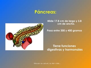 Mide 17.8 cm de largo y 3.8 cm de ancho. Pesa entre 300 y 400 gramos Páncreas: T iene funciones  digestivas y hormonales 