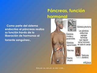 Páncreas, función hormonal Como parte del sistema endocrino el páncreas realiza  su función través de la liberación de hormonas al torrente sanguíneo .  