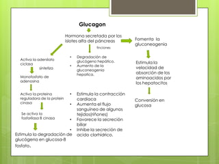 Glucagon

                             Hormona secretada por los
                             islotes alfa del páncreas       Fomenta la
                                                             gluconeogenia
                                            finciones

                               •   Degradación de
  Activa la adenilato              glucógeno hepático.
  ciclasa                                                    Estimula la
                               •   Aumento de la
             sintetiza                                       velocidad de
                                   gluconeogenia
                                   hepatica.                 absorción de los
  Monofosfato de                                             aminoacidos por
  adenosina
                                                             los hepatocitos

  Activa la proteina           •   Estimula la contracción
  reguladora de la protein         cardiaca                  Conversión en
  cinasa                       •   Aumenta el flujo          glucosa
                                   sanguíneo de algunos
  Se activa la                     tejidos(riñones)
  fosforilasa B cinasa         •   Favorece la secreción
                                   biliar
                         •         Inhibe la secreción de
Estimula la degradación de         acido clorhídrico.
glucógeno en glucosa-8
fosfato.
 