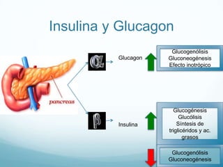 Insulina y Glucagon
Glucagon
Insulina
Glucogenólisis
Gluconeogénesis
Efecto inotrópico
Glucogénesis
Glucólisis
Síntesis de
triglicéridos y ac.
grasos
Glucogenólisis
Gluconeogénesis
 