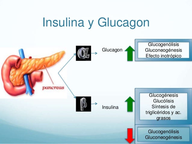 Insulina y glucagon Insulina y glucagon