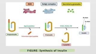 Insulin mechanism action , insulin receptor ,insulin mode of action ...