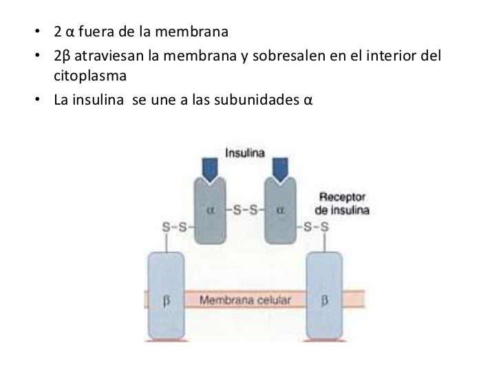 Insulinoterapia Insulinoterapia