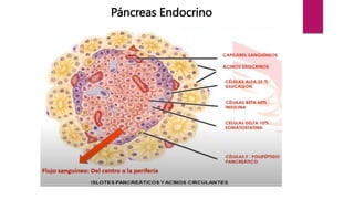Páncreas Endocrino
 