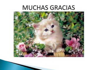 MUCHAS GRACIAS
 