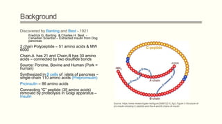 Background
Discovered by Banting and Best - 1921
Fredrick G. Banting & Charles H. Best -
Canadian Scientist – Extracted Insulin from Dog
pancreas
2 chain Polypeptide – 51 amino acids & MW
6000
Chain-A has 21 and Chain-B has 30 amino
acids – connected by two disulfide bonds
Source: Porcine, Bovine and Human (Pork =
human)
Synthesized in β cells of islets of pancreas –
single chain 110 amino acids (Preproinsulin)
Proinsulin – 86 amino acids
Connecting “C” peptide (35 amino acids)
removed by proteolysis in Golgi apparatus –
Insulin
Source: https://www.researchgate.net/figure/268872215_fig3_Figure-3-Structure-of-
pro-insulin-showing-C-peptide-and-the-A-and-B-chains-of-insulin
 