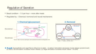 Regulation of Secretion
 Basal condition – 1 U per hour – more after meals
 Regulated by – Chemical, hormonal and neural mechanisms
3. Neural: Sypmpathetic and vagal Nerve influennce in islets – (i) alpha-2 stimulation decreases insulin release (predominant)
(ii) beta-2 cell stimulation increases Insulin release; (3) Vagal stimulation increases Insulin relese – IP3DAG
1. Chemical (glucosensor) 2. Hormonal
Glucokinase
Glucosensor
Source: Essentials of Medical pharmacology by KD
Tripathi – 7th
Edition, JAYPEE, 2013
Source: https://courses.washington.edu/conj/bess/humoral/humoralregulation.htm
 