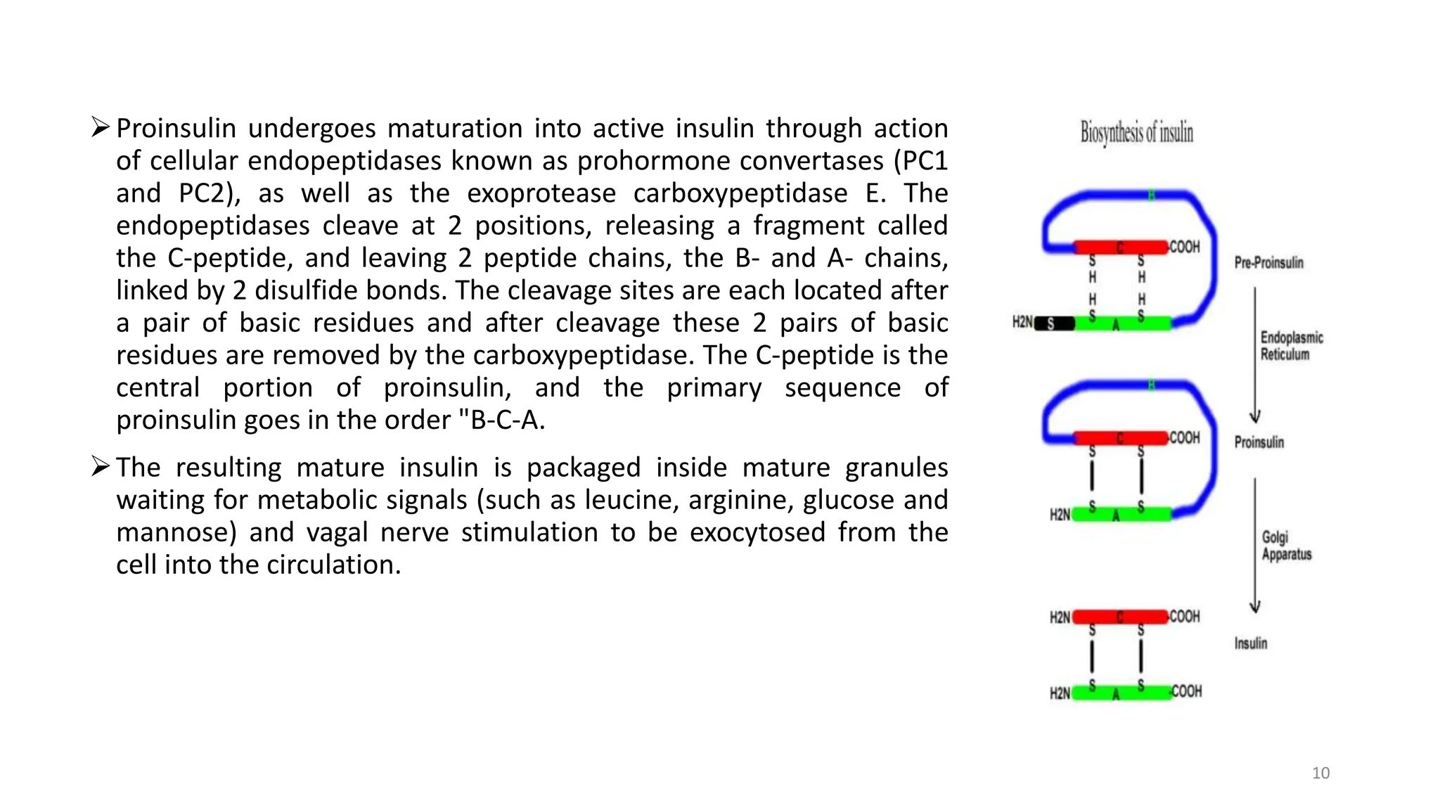 Proinsulin undergoes maturation into active insulin through action
of cellular endopeptidases known as prohormone convertases (PC1
and PC2), as well as the exoprotease carboxypeptidase E. The
endopeptidases cleave at 2 positions, releasing a fragment called
the C-peptide, and leaving 2 peptide chains, the B- and A- chains,
linked by 2 disulfide bonds. The cleavage sites are each located after
a pair of basic residues and after cleavage these 2 pairs of basic
residues are removed by the carboxypeptidase. The C-peptide is the
central portion of proinsulin, and the primary sequence of
proinsulin goes in the order "B-C-A.
The resulting mature insulin is packaged inside mature granules
waiting for metabolic signals (such as leucine, arginine, glucose and
mannose) and vagal nerve stimulation to be exocytosed from the
cell into the circulation.
10
 