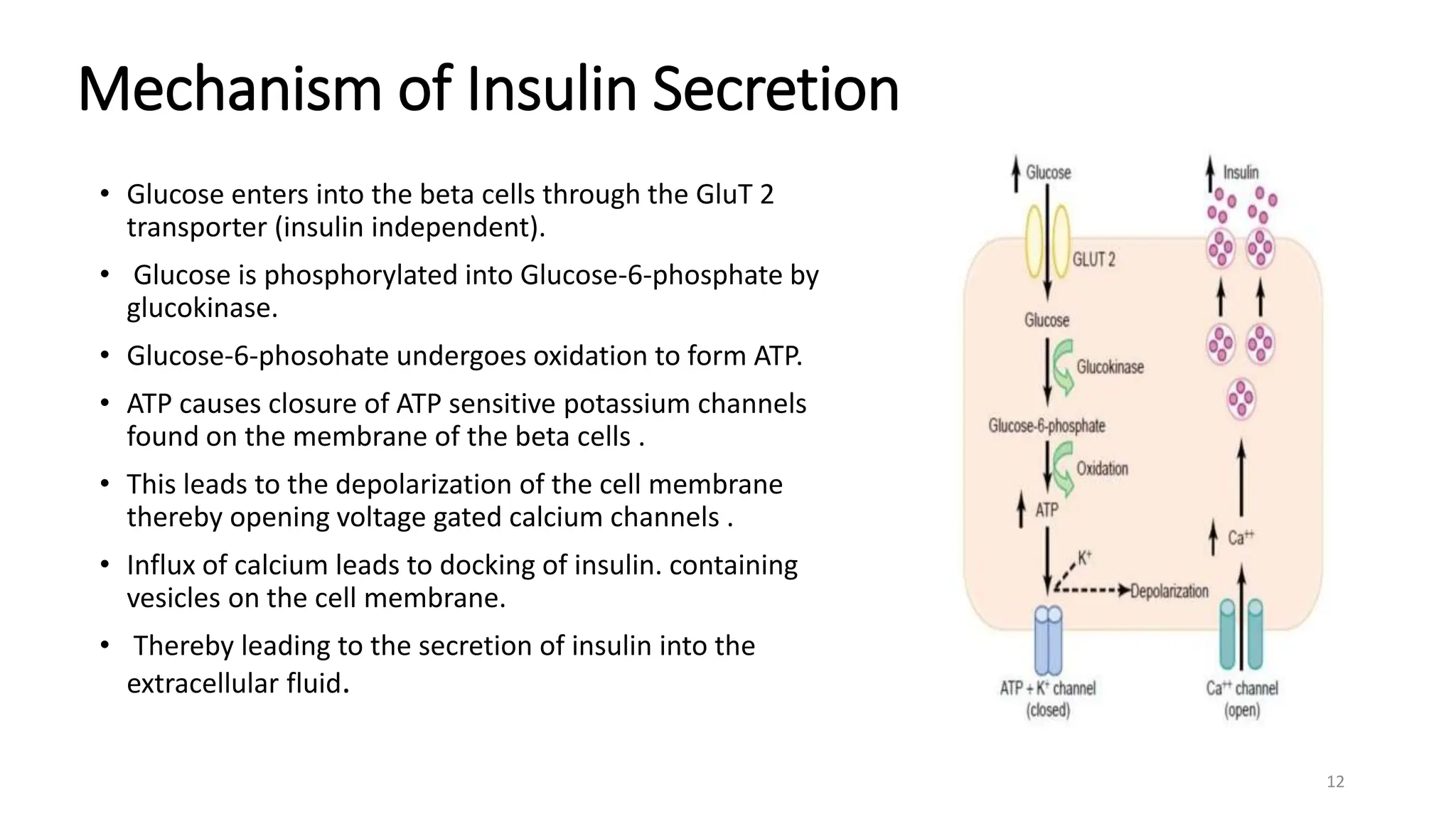 Mechanism of Insulin Secretion
• Glucose enters into the beta cells through the GluT 2
transporter (insulin independent).
• Glucose is phosphorylated into Glucose-6-phosphate by
glucokinase.
• Glucose-6-phosohate undergoes oxidation to form ATP.
• ATP causes closure of ATP sensitive potassium channels
found on the membrane of the beta cells .
• This leads to the depolarization of the cell membrane
thereby opening voltage gated calcium channels .
• Influx of calcium leads to docking of insulin. containing
vesicles on the cell membrane.
• Thereby leading to the secretion of insulin into the
extracellular fluid.
12
 