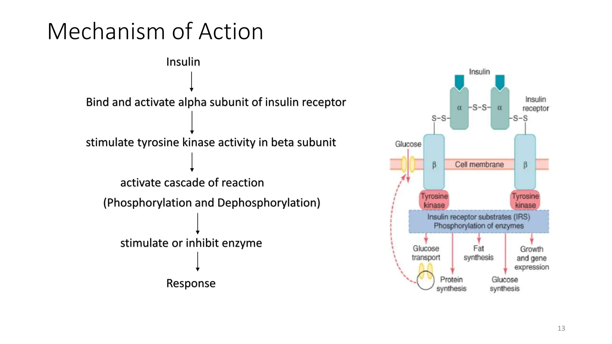 Mechanism of Action
Insulin
Bind and activate alpha subunit of insulin receptor
stimulate tyrosine kinase activity in beta subunit
activate cascade of reaction
(Phosphorylation and Dephosphorylation)
stimulate or inhibit enzyme
Response
13
 