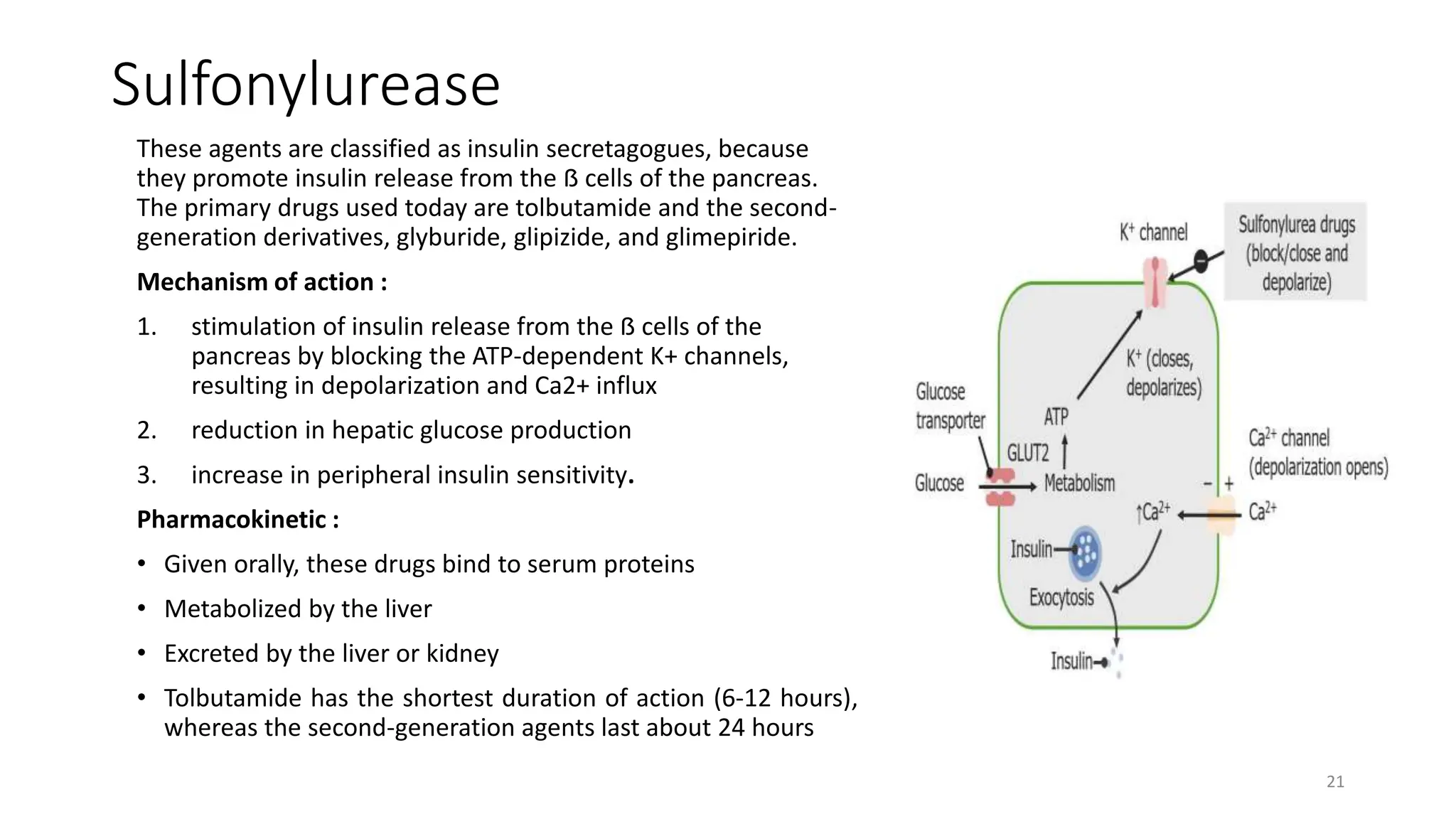 Sulfonylurease
These agents are classified as insulin secretagogues, because
they promote insulin release from the ẞ cells of the pancreas.
The primary drugs used today are tolbutamide and the second-
generation derivatives, glyburide, glipizide, and glimepiride.
Mechanism of action :
1. stimulation of insulin release from the ẞ cells of the
pancreas by blocking the ATP-dependent K+ channels,
resulting in depolarization and Ca2+ influx
2. reduction in hepatic glucose production
3. increase in peripheral insulin sensitivity.
Pharmacokinetic :
• Given orally, these drugs bind to serum proteins
• Metabolized by the liver
• Excreted by the liver or kidney
• Tolbutamide has the shortest duration of action (6-12 hours),
whereas the second-generation agents last about 24 hours
21
 