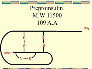 Preproinsulin
 M.W 11500
   109 A.A
 