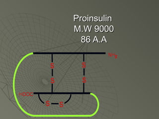 Proinsulin
M.W 9000
  86 A.A
 