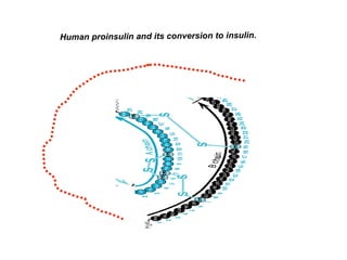 Human proinsulin and its conversion to insulin.
 
