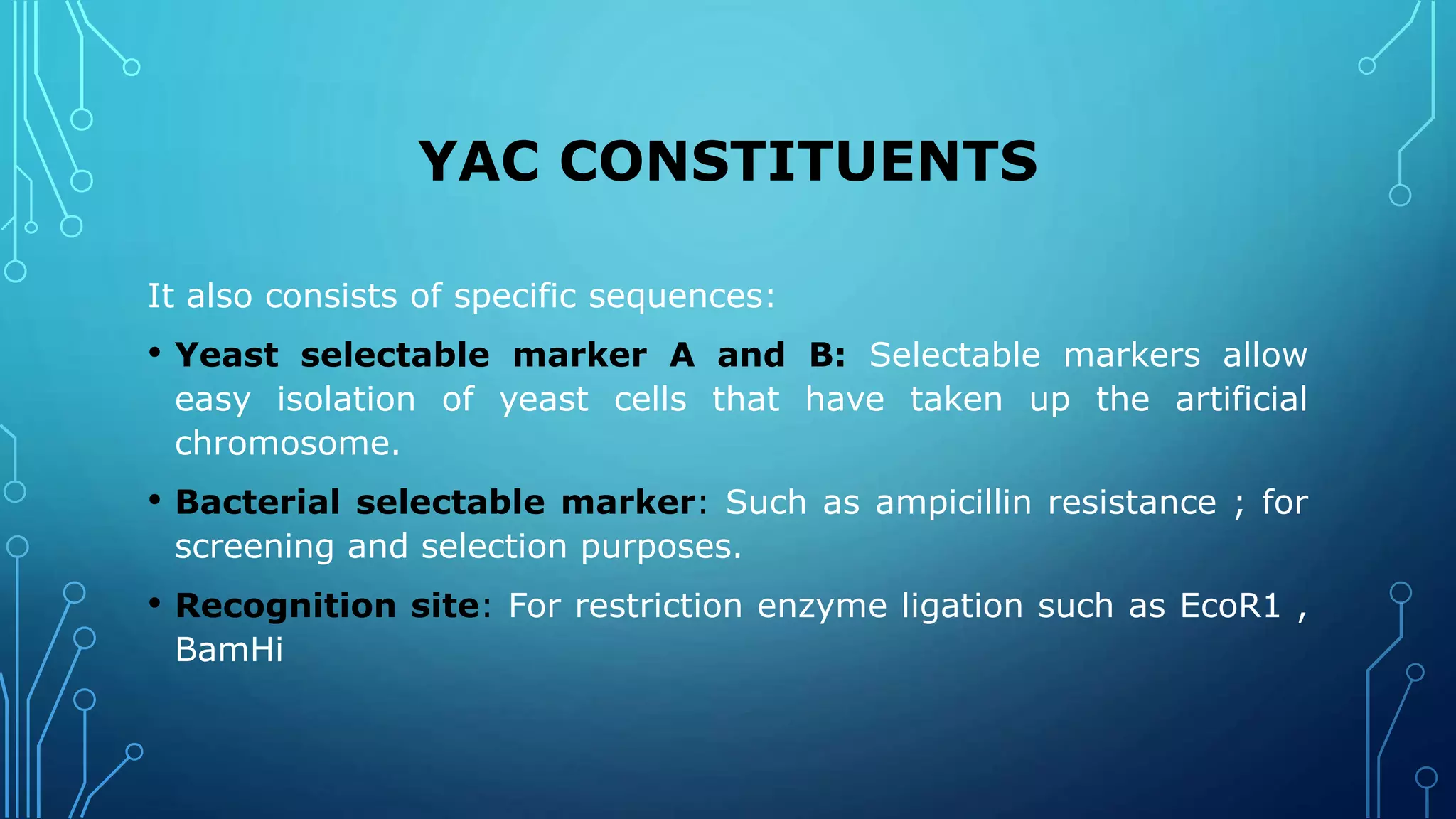 YAC CONSTITUENTS
It also consists of specific sequences:
• Yeast selectable marker A and B: Selectable markers allow
easy isolation of yeast cells that have taken up the artificial
chromosome.
• Bacterial selectable marker: Such as ampicillin resistance ; for
screening and selection purposes.
• Recognition site: For restriction enzyme ligation such as EcoR1 ,
BamHi
 