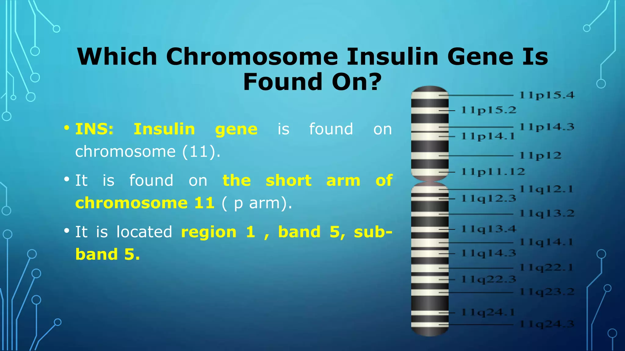 Which Chromosome Insulin Gene Is
Found On?
• INS: Insulin gene is found on
chromosome (11).
• It is found on the short arm of
chromosome 11 ( p arm).
• It is located region 1 , band 5, sub-
band 5.
 