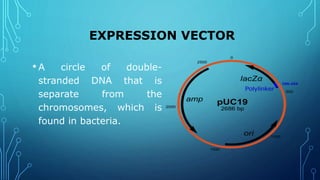 Insulin production and synthesis | PPTX