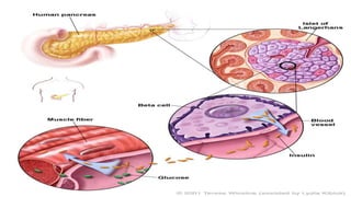 Insulin production and synthesis | PPTX