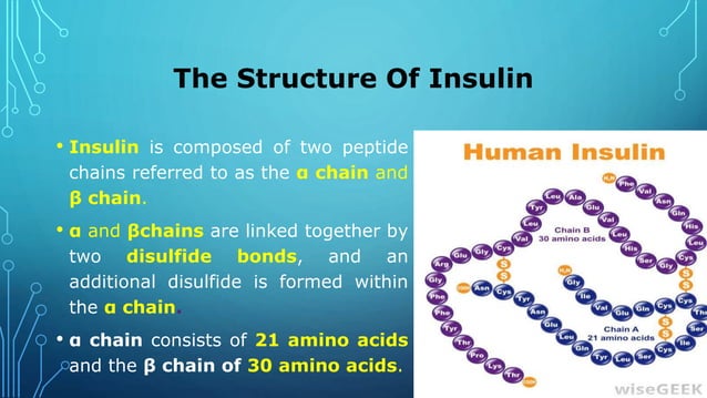 Insulin production and synthesis | PPTX