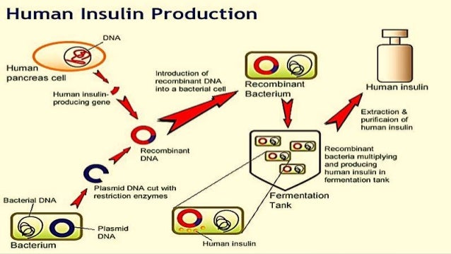 Insulin sythesis