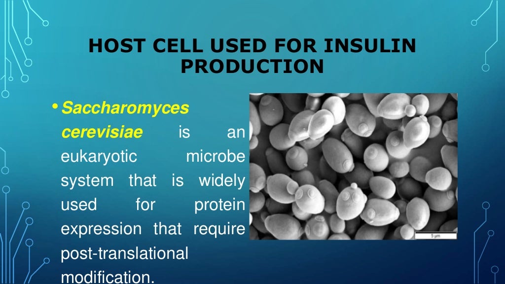 Insulin production and synthesis