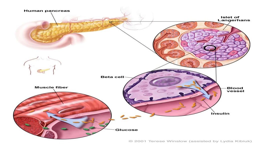 Insulin production and synthesis