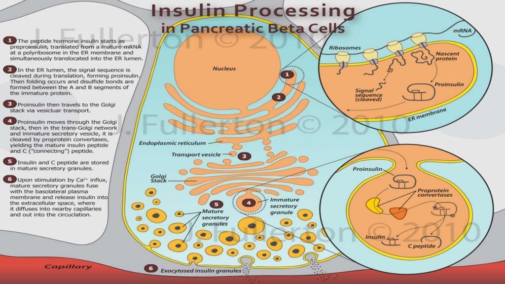 Insulin production and synthesis