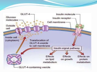 Insulin presentation | PPTX