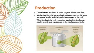 • The cells need nutrients in order to grow, divide, and live.
• While they live, the bacterial cell processes turn on the gene
for human insulin and the insulin is produced in the cell.
• When the bacterial cells reproduce by dividing, the human
insulin gene is also reproduced in the newly created cells.
Production
 